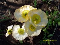 Альпийский мак.jpg