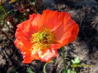 Альпийский мак2.jpg