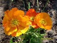 Альпийский мак3.jpg