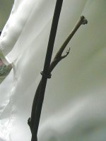 IMGA0609.JPG