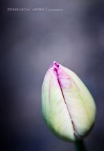 DSC_8709.jpg