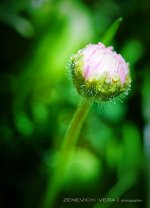 DSC_8652.jpg
