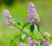 IMG_0229w.jpg