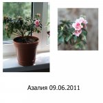 Азалия покупка.jpg