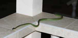 snake_02.jpg