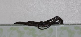 snake_03.jpg