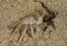 crab_01.jpg