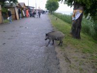 дикая свинья.jpg