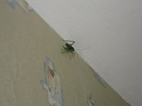 IMG_1820 сар.jpg