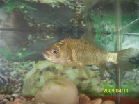 приветики от карасика!!!.jpg