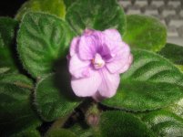 IMG_1665.jpg