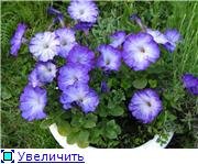 merlin blue morn.jpg