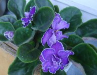 Stary Night Blue.jpg