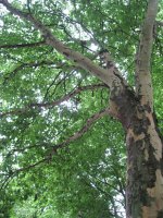 IMG_0022.jpg