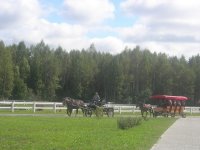 повозки.jpg