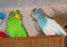IMG_0419.jpg