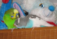 IMG_0420.jpg