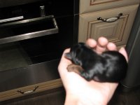 IMG_6500_новый размер.jpg