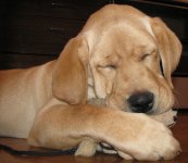 собака с обезъянкой спяка.jpg