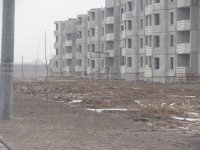 Деревья вдоль нашего дома.jpg