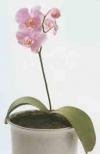 flower_img_148.jpg