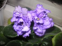 Flora queen.jpg