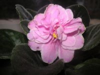 Pink Amiss.jpg