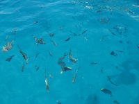 IMG_5962.jpg