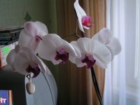 PICT9442.jpg