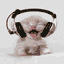 8.gif