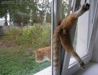 кот.jpg