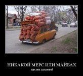 мерис.jpg