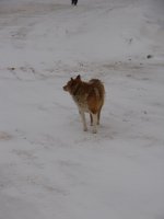 наш охранник.JPG