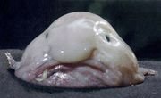 180px-Blobfish_1.jpg