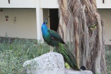 IMG_0242.jpg