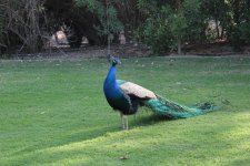 IMG_0251.jpg