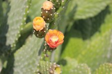 IMG_0544.jpg
