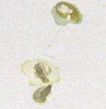 jidkost-v-pomete.jpg