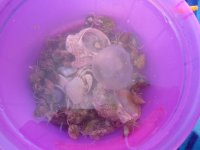 морские жители.jpg