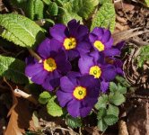primula_vulgaris1_1.jpg primula_vulgaris1_1.jpg