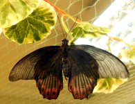 DSCN7809.jpg