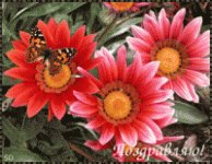 d1a678af598e3353e95e97b374f7c5b9_t.gif