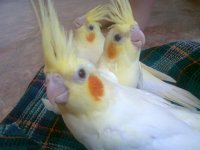 Кореллки.jpg