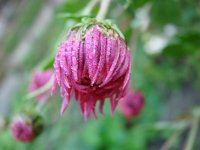 DSC04650.JPG