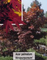 клен пальмолистный1.jpg