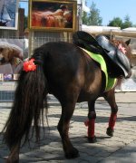 IMG_1458.jpg
