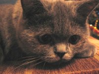 Кошка 023(2).JPG