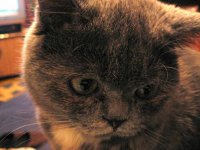 Кошка 024.JPG