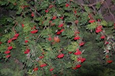 DSC_0519.jpg