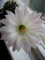 IMG_3289.jpg